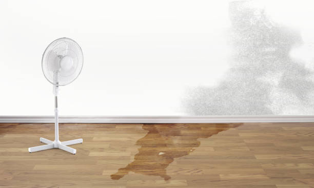 Best Flood damage cleanup  in Maple Lake, MN